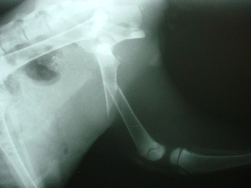Fraktura stehenní kosti kotěte1