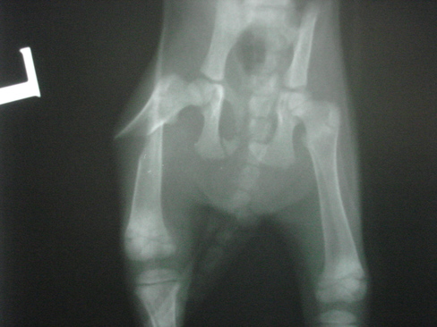 Fraktura stehenní kosti kotěte2