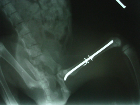 Fraktura stehenní kosti kotěte po operaci2
