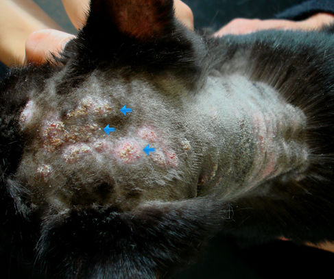 Dermatofytoza u kočky-vzhled kůže po oholení srsti