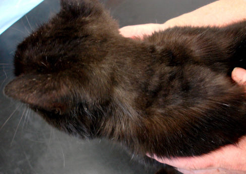 Dermatofytoza u kočky-stav ke konci léčby1